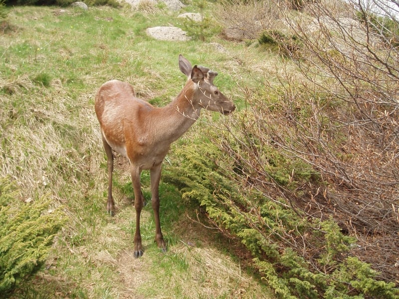 Red Deer - photo: Vitosha Nature Park