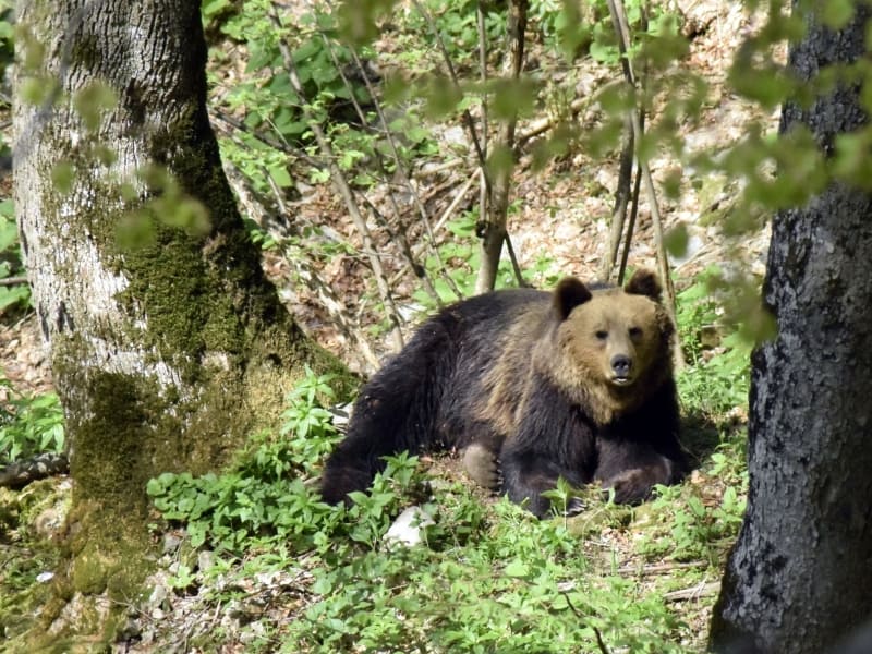 Eurasian brown bear (Ursus arctos arctos) - photo: Central Balkan National Park