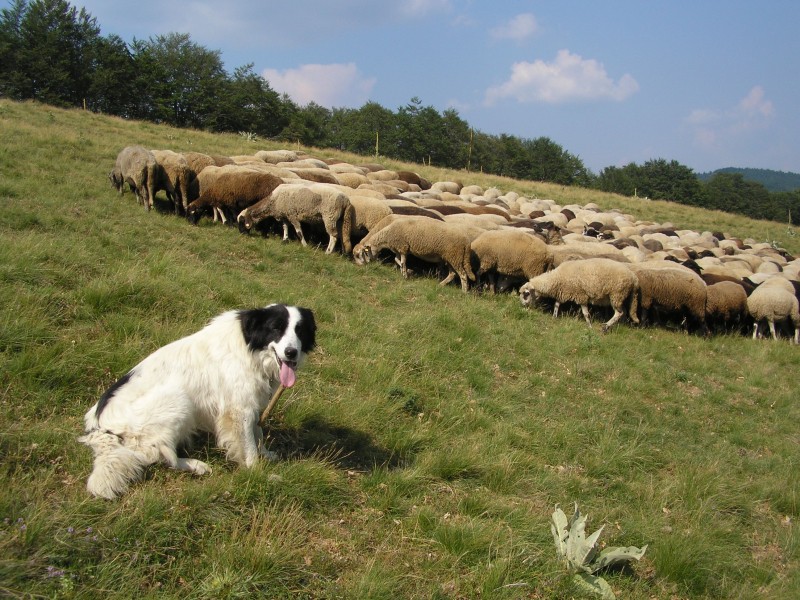 Flock of sheep - Photo: Central Balkan National Park/Stoyan Hristov