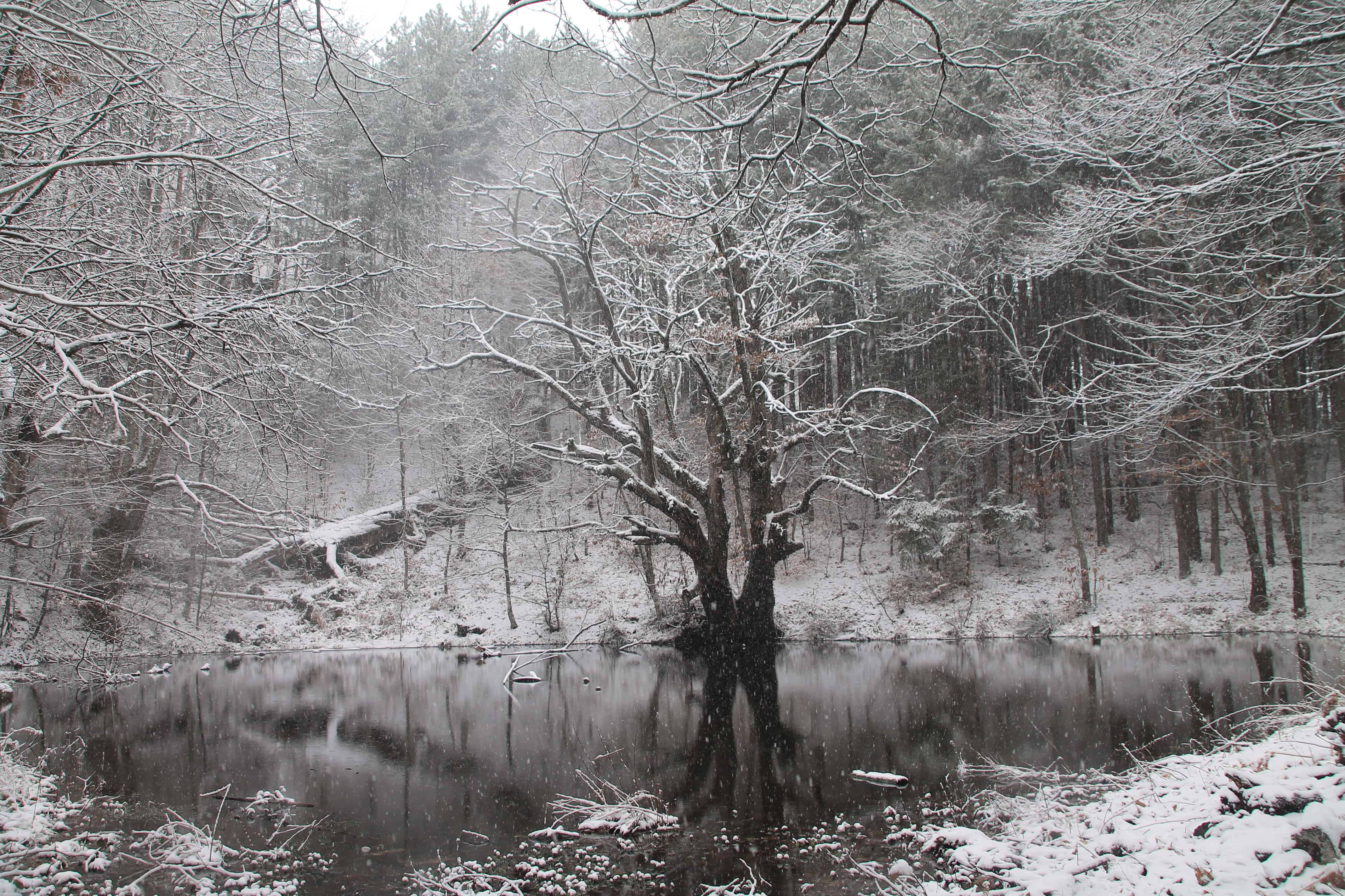 Wood in winter - photo: Belasitsa Nature Park