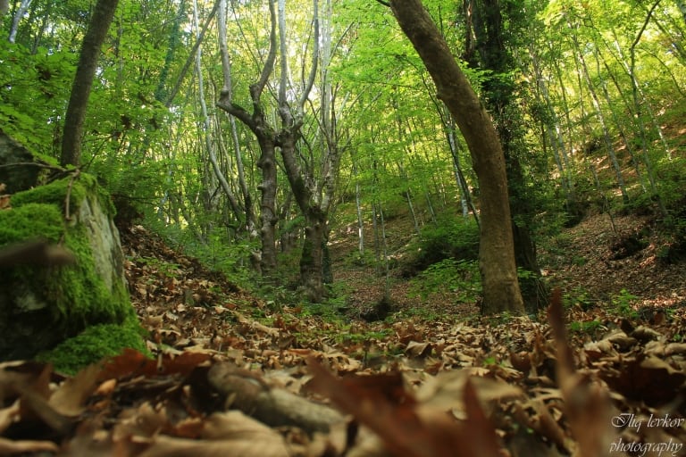 Wood - photo: Belasitsa Nature Park/Ilia Levkov
