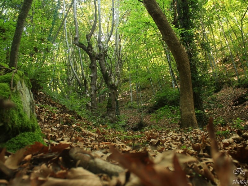 Wood - photo: Belasitsa Nature Park/Ilia Levkov