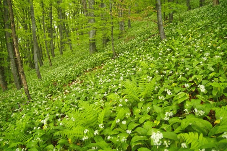 Ramsons/Wild garlic/Bear's garlic (Allium ursinum) - photo: Vrachanski Balkan Nature Park