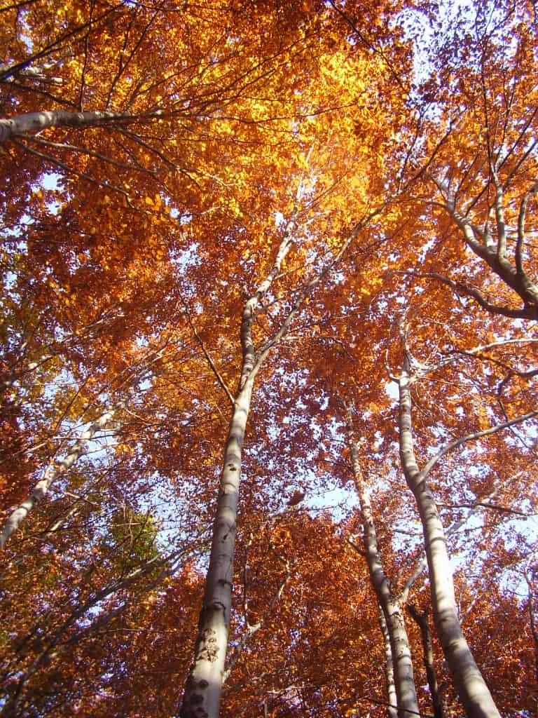 Autumn - photo: Vitosha Nature Park