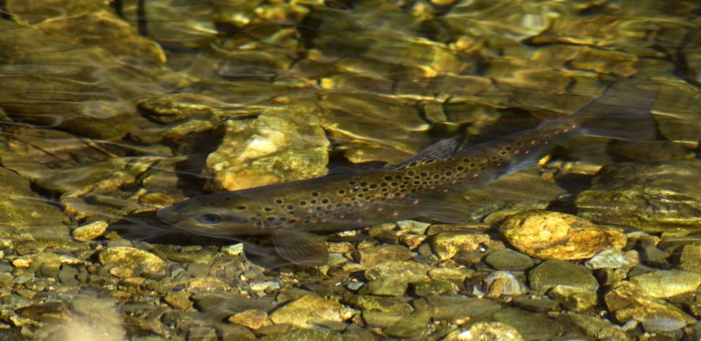 Balkan trout (Salmo trutta fario) - photo: Central Balkan National Park