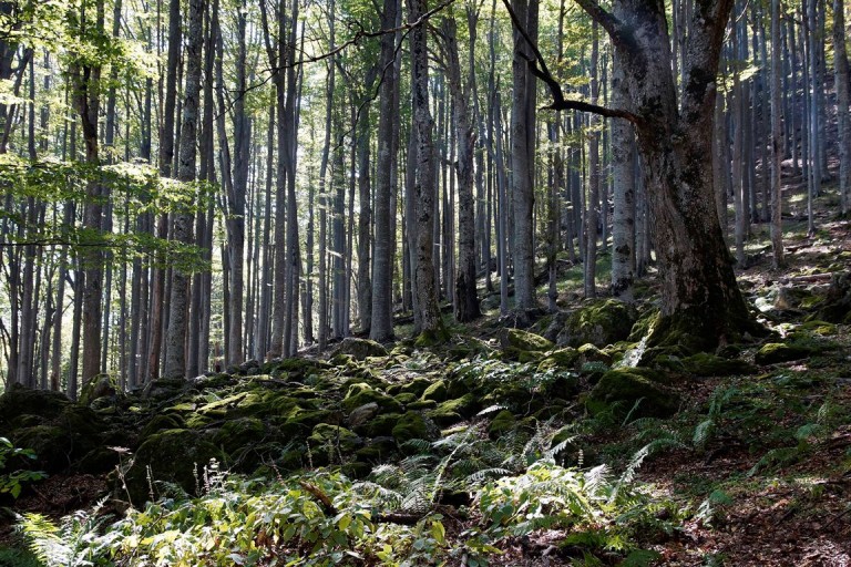 Beech forest in Dzhendema reserve - Photo: Central Balkan National Park and Biosphere Reserve