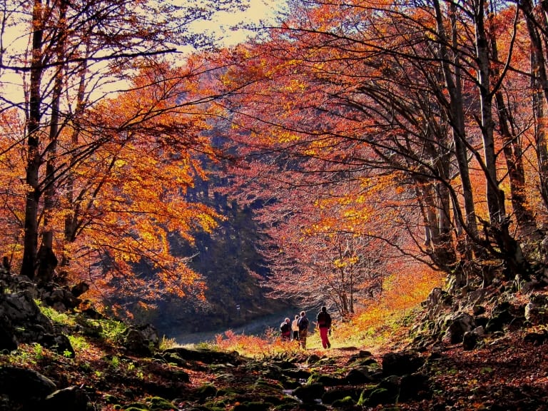Beech forest in the beginning of the tour - photo: Vrachanski Balkan Nature Park