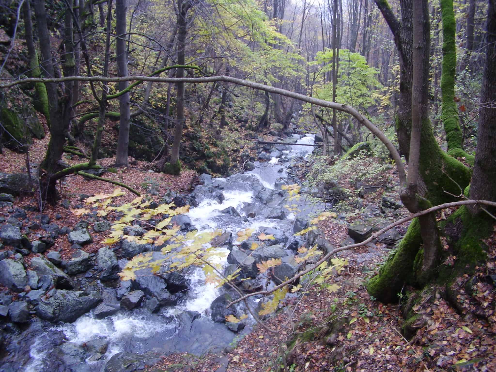 Boyana-Fluss - Foto: Vitosha Naturpark