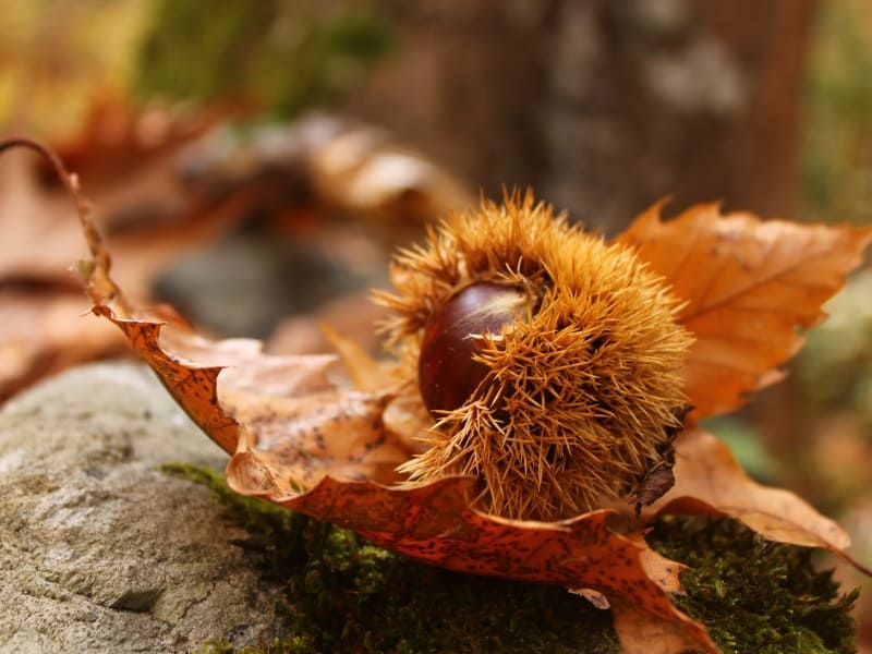 Fruit of the sweet chestnut (Castanea sativa) - photo: Belasitsa Nature Park/Ilia Kochev Levkov