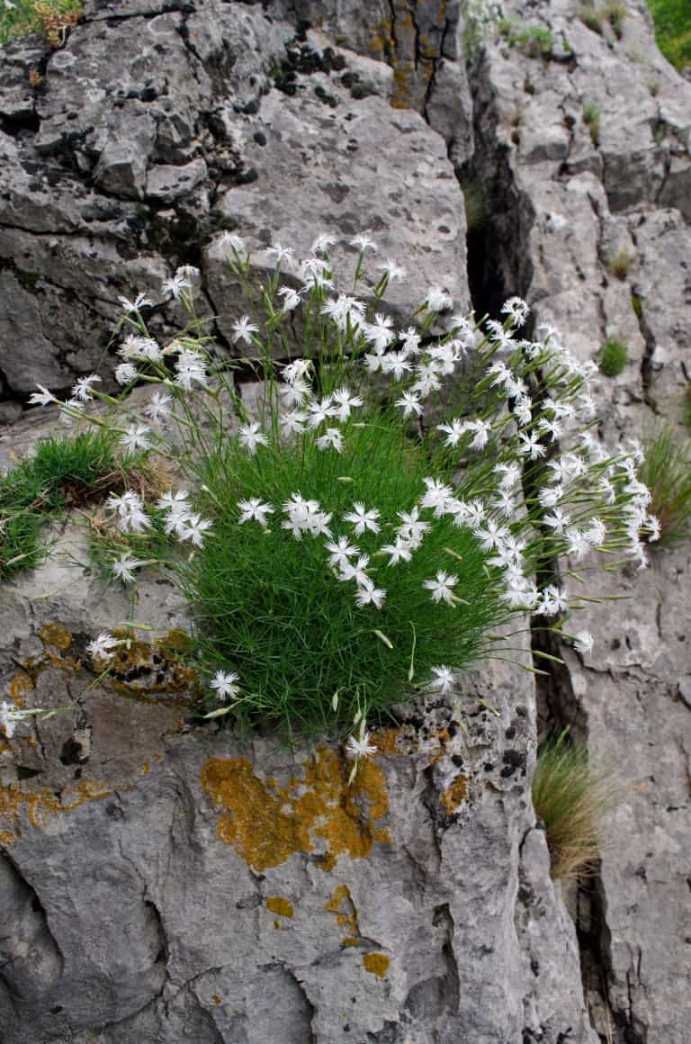 Dianthus petraeus, endemic to the Balkan peninsula - Photo: Vrachanski Balkan Nature Park, Krasimir Lakovski