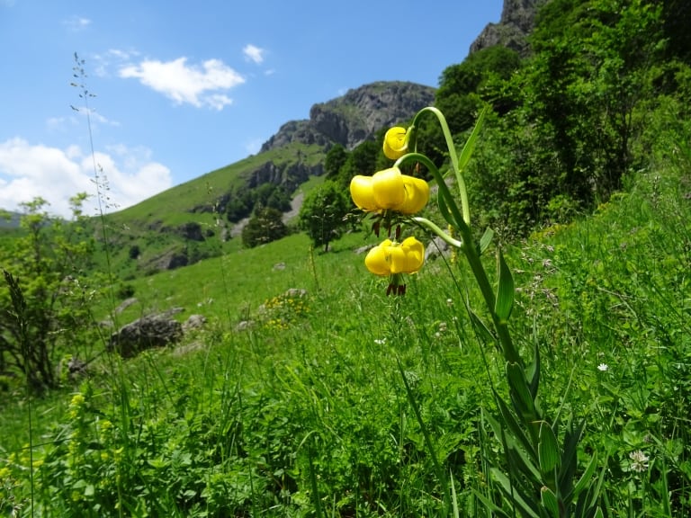 Lilium jankae in Dzhendema reserve - Photo: Central Balkan National Park and Biosphere Reserve