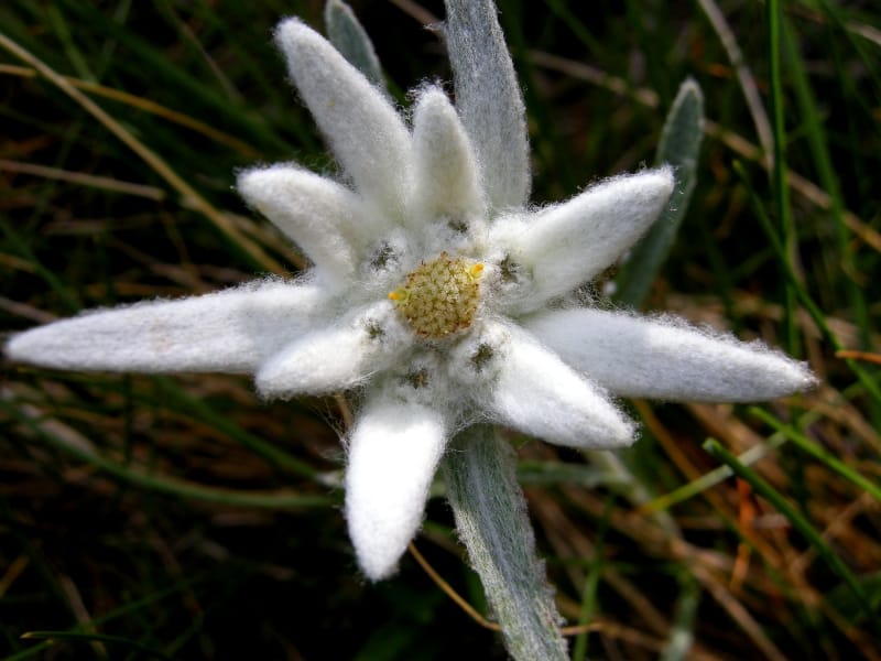Edelweiss (Leontopodium alpinum Cass.) - Photo: Central Balkan National Park