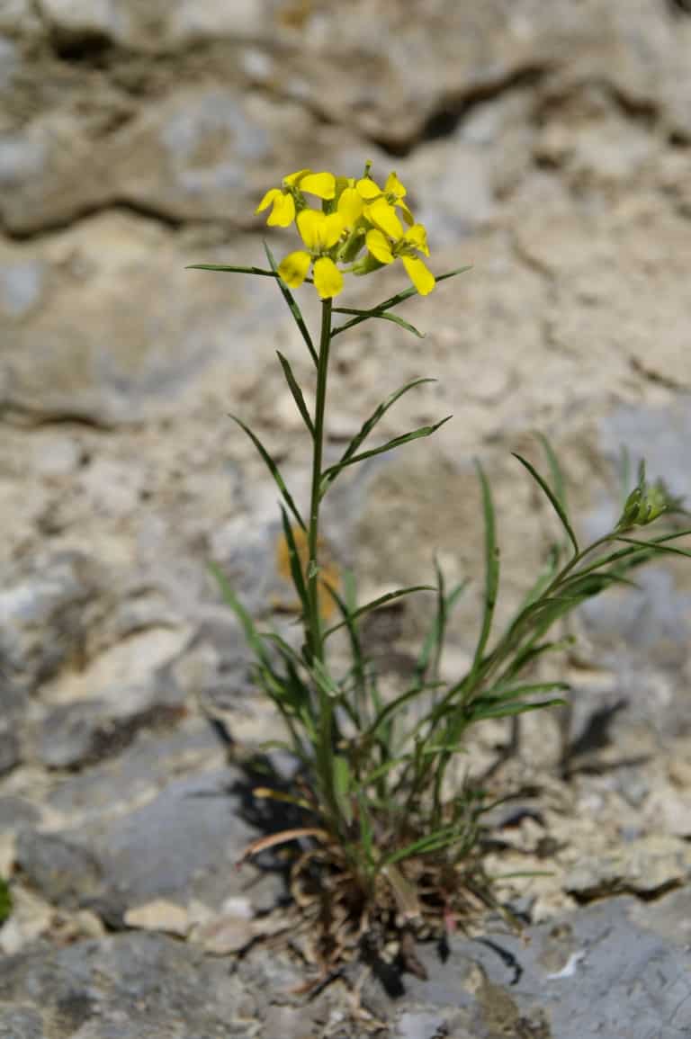 Erysimum comatum, endemic to the Balkan Peninsula - Photo: Vrachanski Balkan Nature Park, Krasimir Lakovski