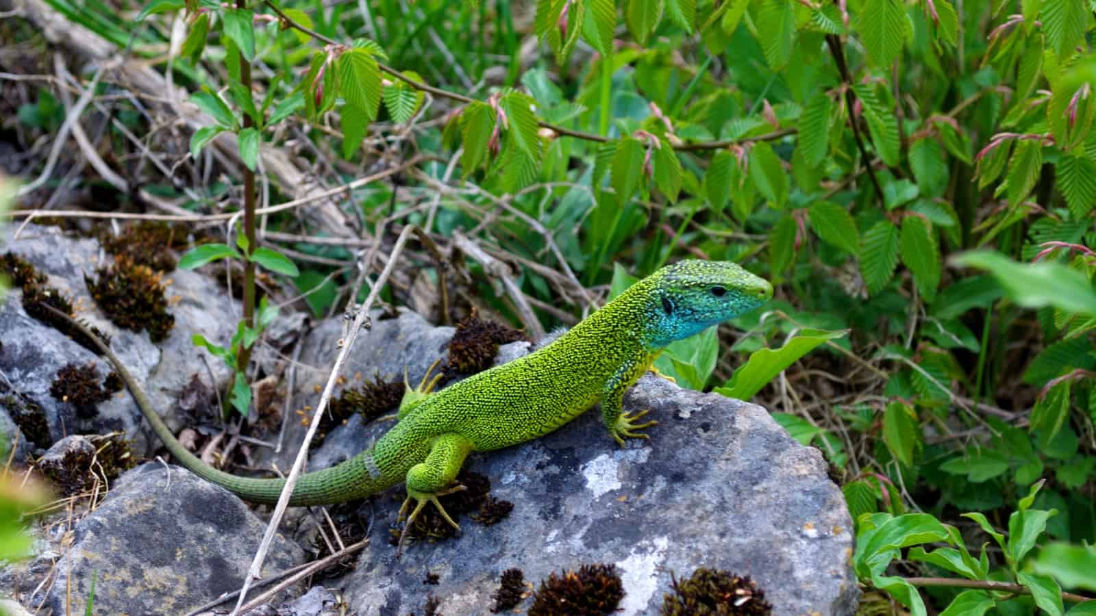 European green lizard (Lacerta viridis) - photo: Vrachanski Balkan Nature Park