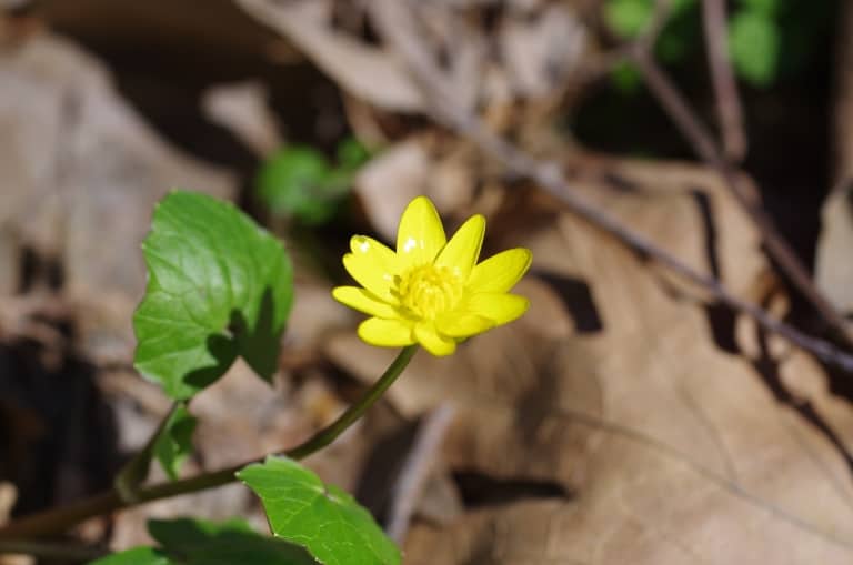 Lesser celandine, pilewort (Ficaria verna Hudson) - Photo: Belasitsa Nature Park/Ilia Kochev Levkov