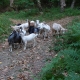 Goats on the butterfly trail in Yavornitsa | Photo: Nature Experience Bulgaria