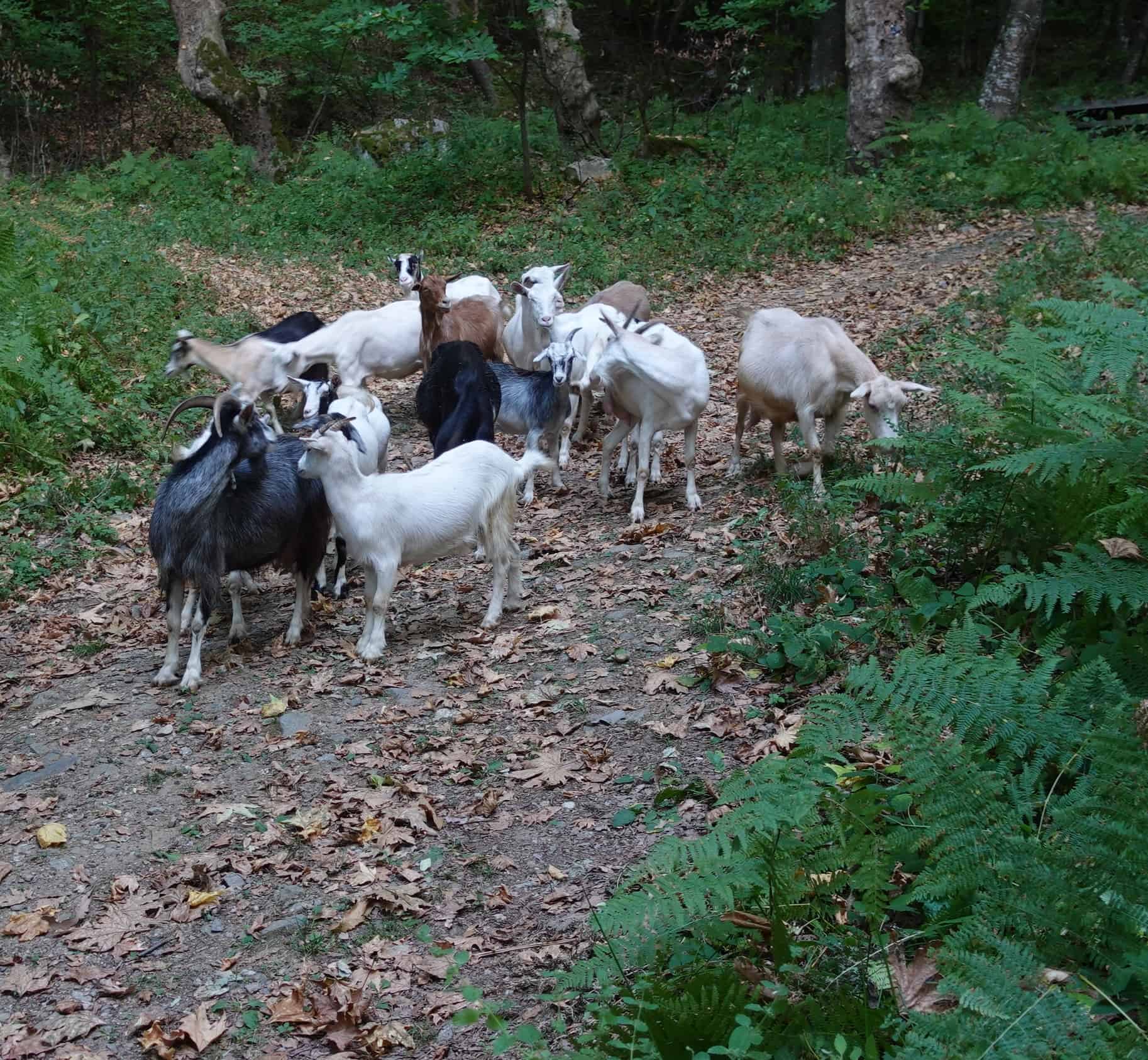 Goats on the butterfly trail in Yavornitsa | Photo: Nature Experience Bulgaria