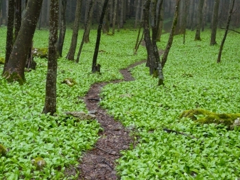 Green carpet of wild garlic (Allium ursinum)- photo: Vrachanski Balkan Nature Park