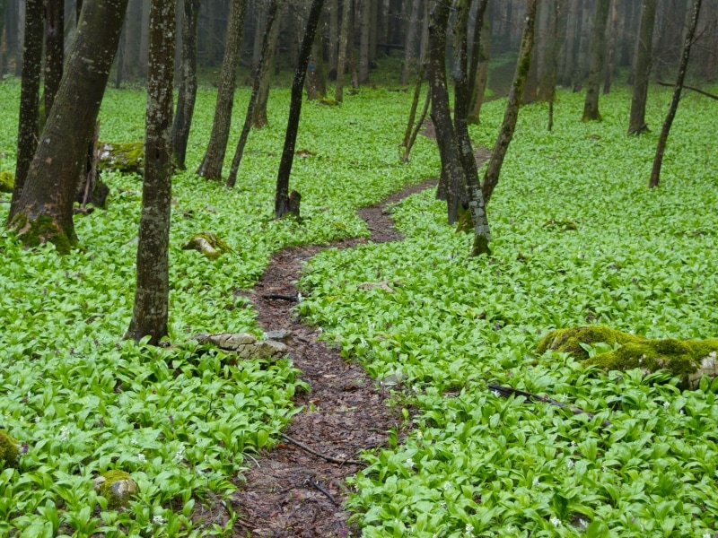 Green carpet of wild garlic (Allium ursinum)- photo: Vrachanski Balkan Nature Park