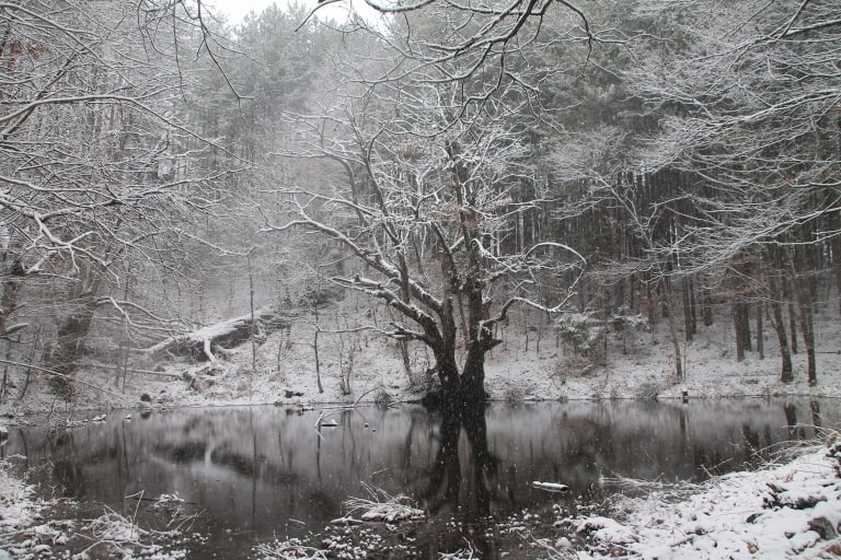 Wood in winter - Photo: Belasitsa Nature Park/Ilia Kochev Levkov