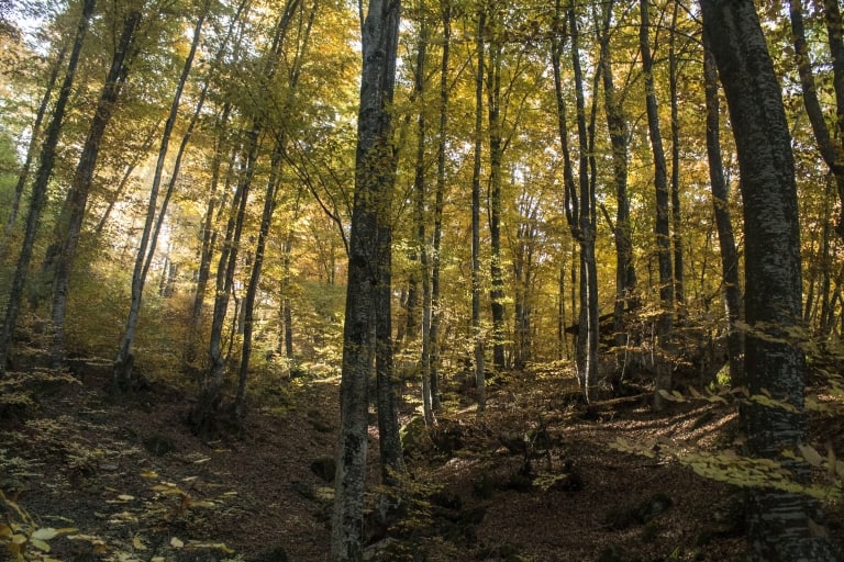 Wood - Photo: Belasitsa Nature Park/Ilia Kochev Levkov