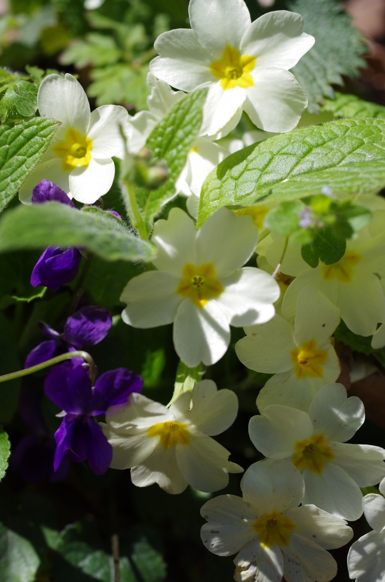 Common primrose, English primrose (Primula acaulis) - Photo: Belasitsa Nature Park/Ilia Kochev Levkov