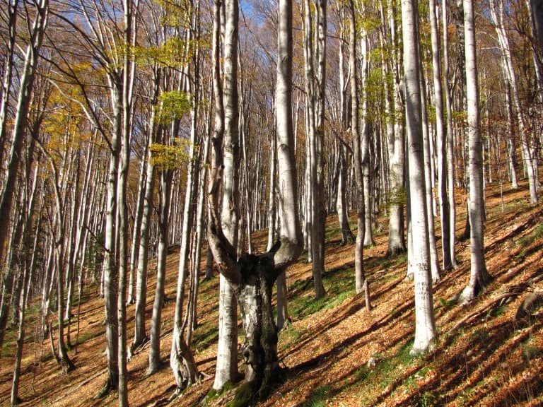 Beech forest in Stara reka reserve - Photo: Central Balkan National Park and Biosphere Reserve
