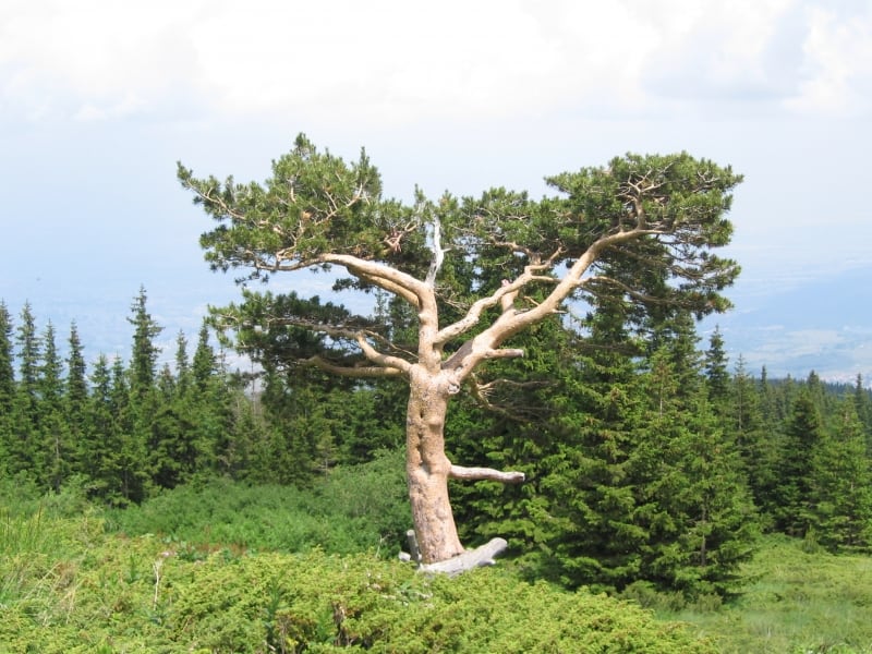 The most famous tree in Vitosha Nature Park - photo: Vitosha Nature Park