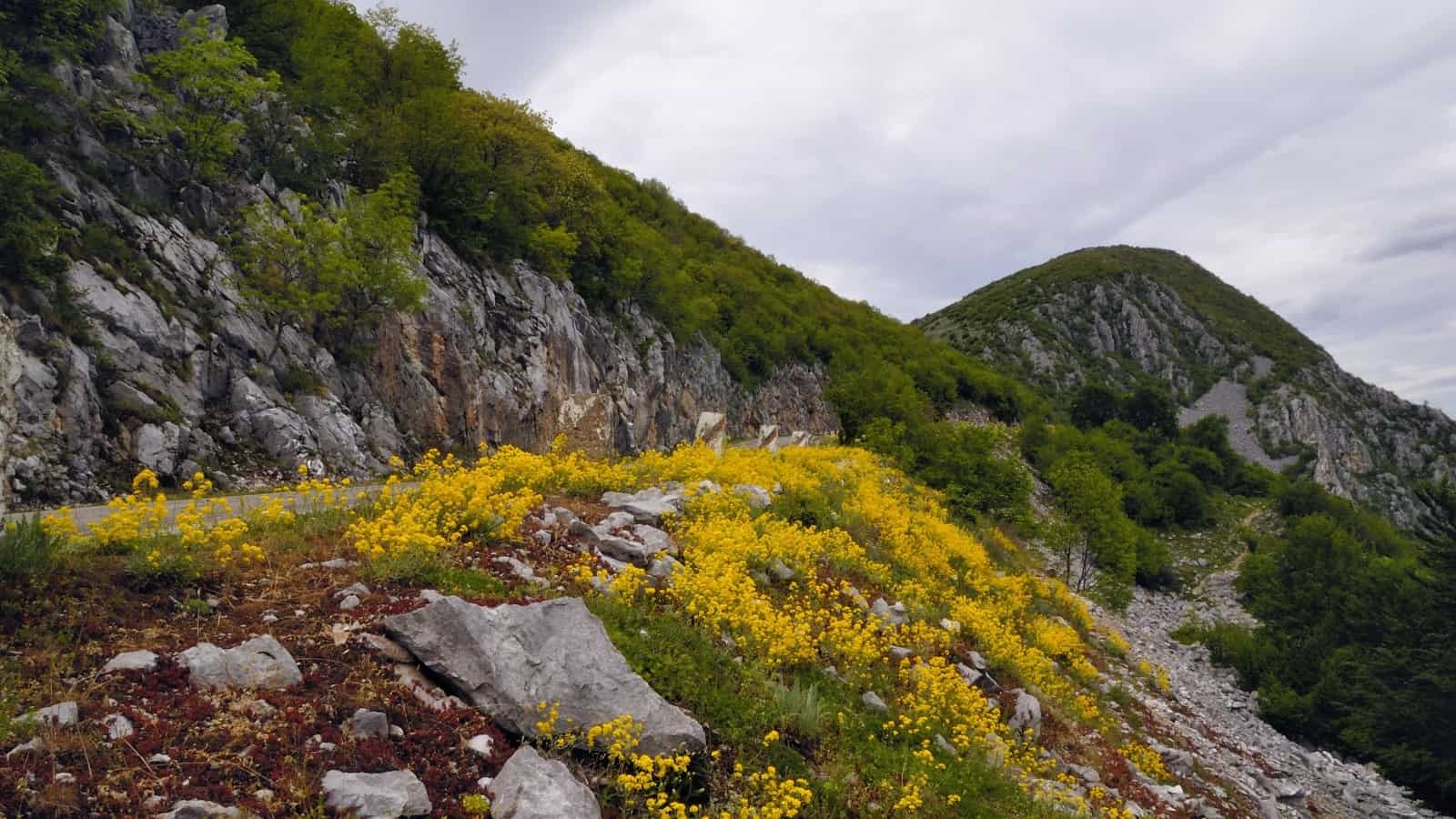 The road towards the summit of Vola - photo: Vrachanski Balkan Nature Park