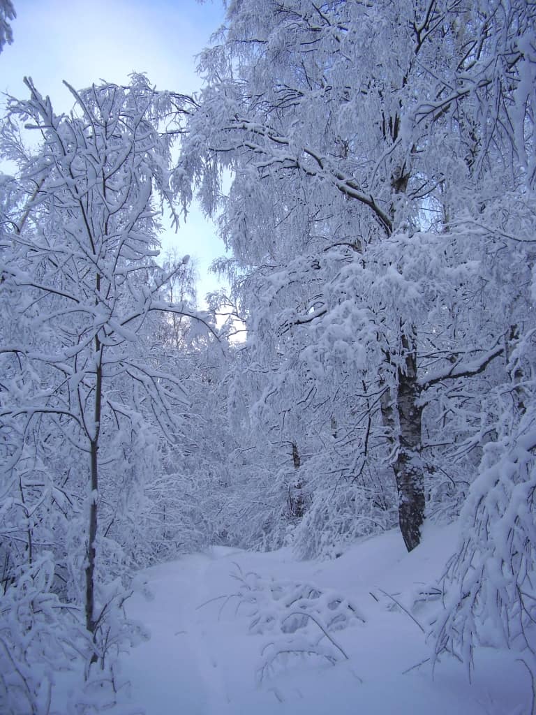 Winter - photo: Vitosha Nature Park