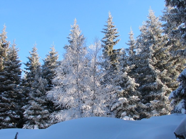 Winter - photo: Vitosha Nature Park